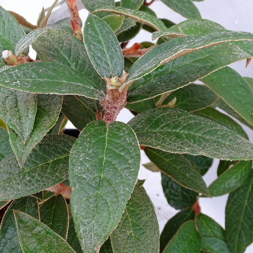 Rhododendron edgeworthii - Edgeworthii-Rododendron (Foliage)