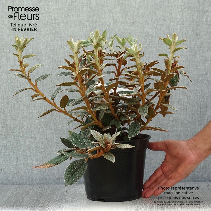Exemplaar van Rhododendron edgeworthii - Edgeworthii-Rododendron Pot van 3 l/4 l zoals geleverd in de herfst