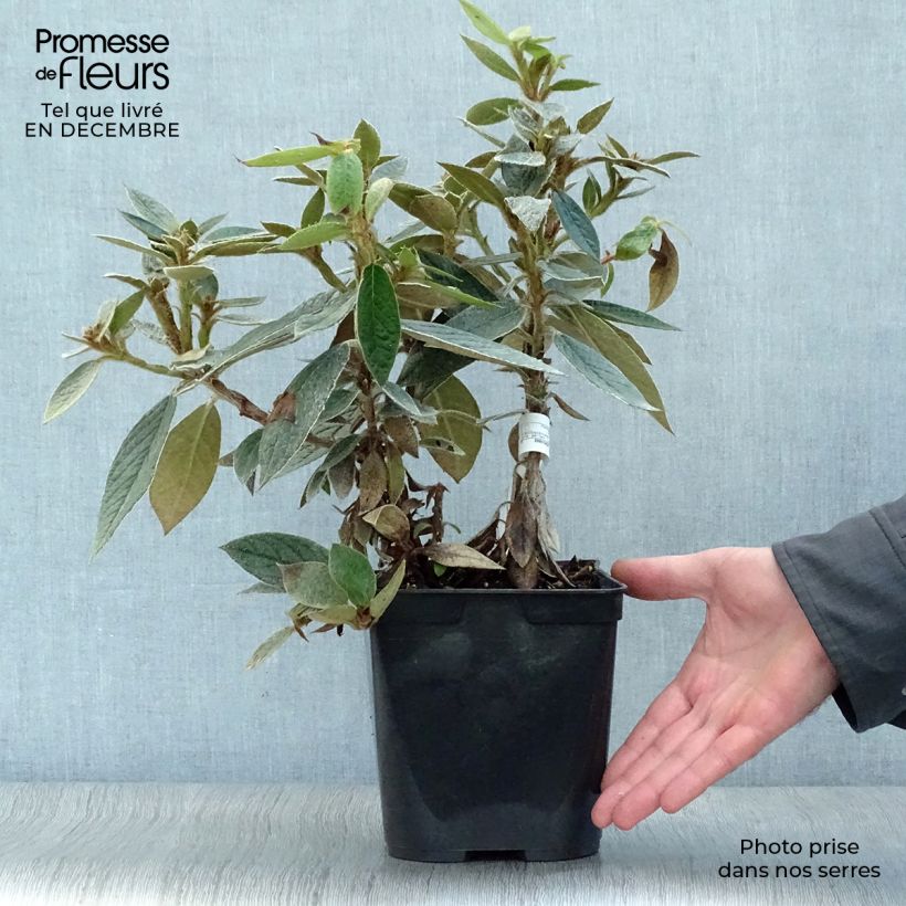 Example of Rhododendron edgeworthii Pot van 3 l/4 l as you get in hiver