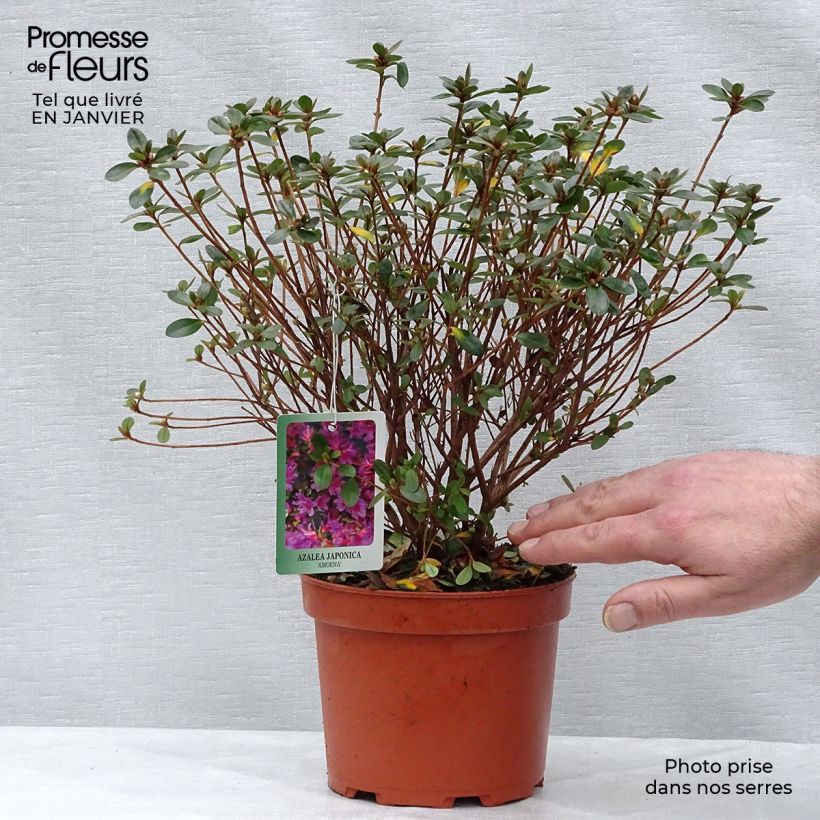 Example of Rhododendron kaempferi Amoena - Azalea Pot van 2 l/3 l as you get in hiver