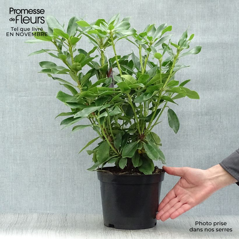 Exemplaar van Rhododendron Blue Jay - Grootbloemige rododendron Pot van 4 l/5 l zoals geleverd in de herfst