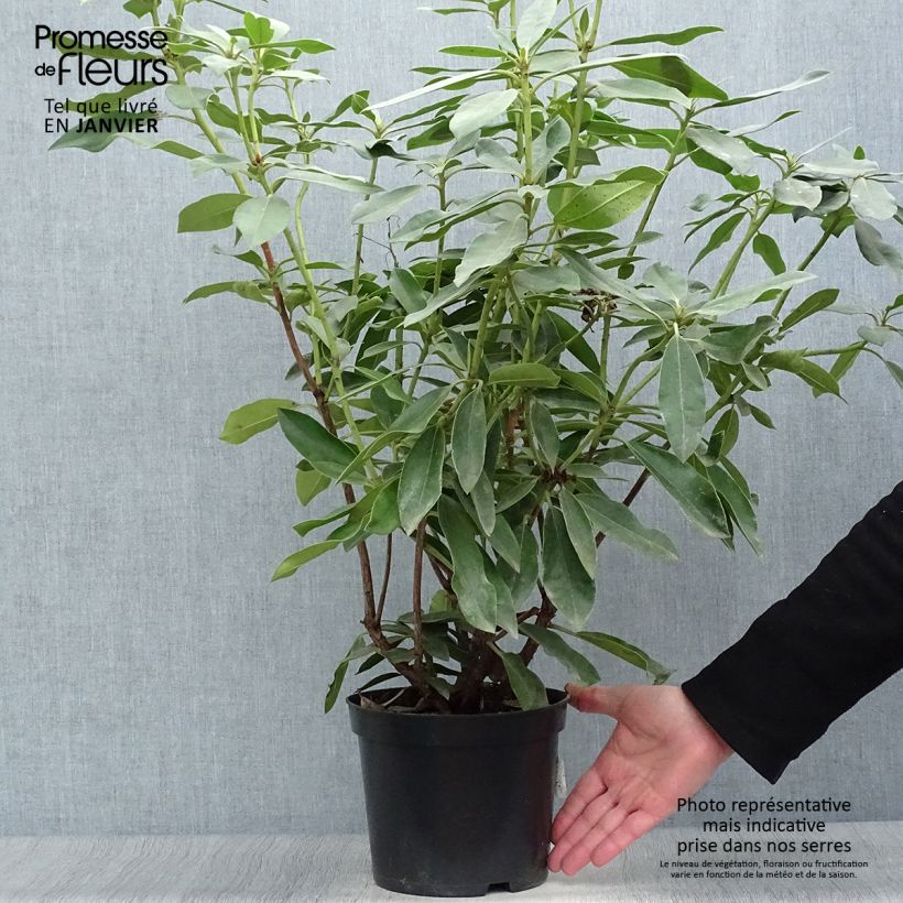 Example of Rhododendron Blue Jay - Grootbloemige rododendron Pot van 4 l/5 l as you get in hiver