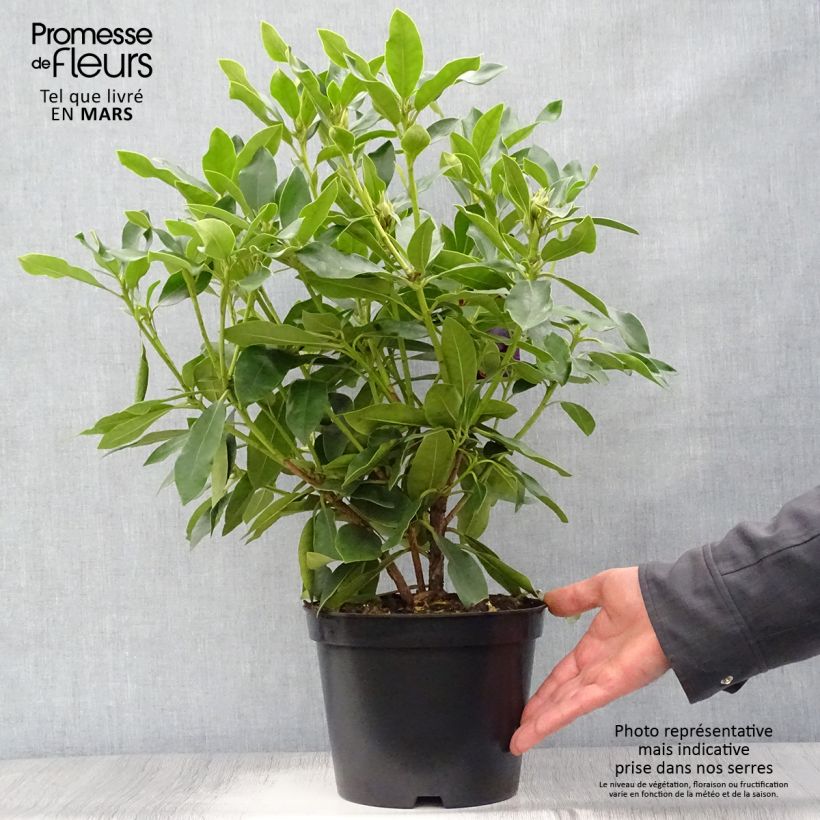 Exemplaar van Rhododendron Blue Jay - Grootbloemige rododendron Pot van 4 l/5 l zoals geleverd in de lente