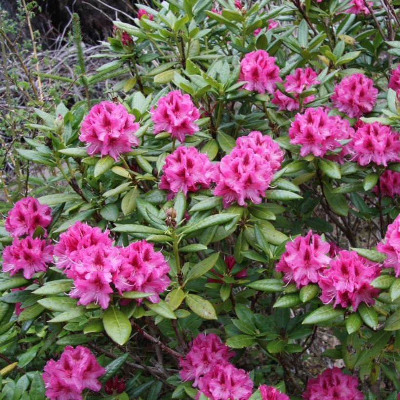 Rhododendron Cosmopolitan - Grootbloemige rododendron (Plant habit)