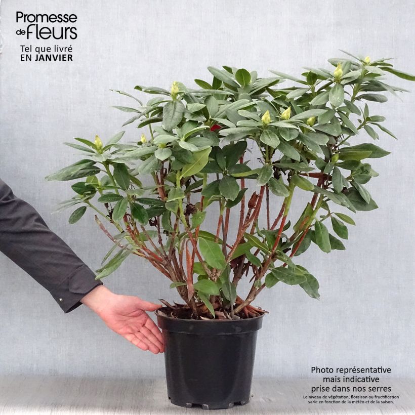 Example of Rhododendron hybride Cosmopolitan Pot van 7,5 l/10 l as you get in hiver