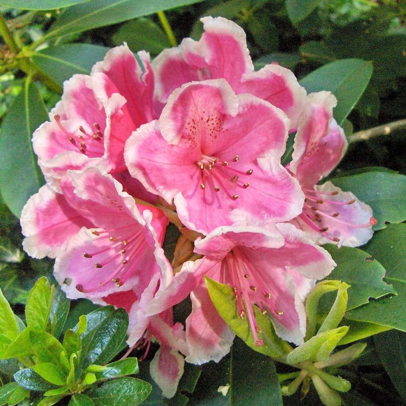 Rhododendron Janet Ward - Grootbloemige rododendron (Flowering)