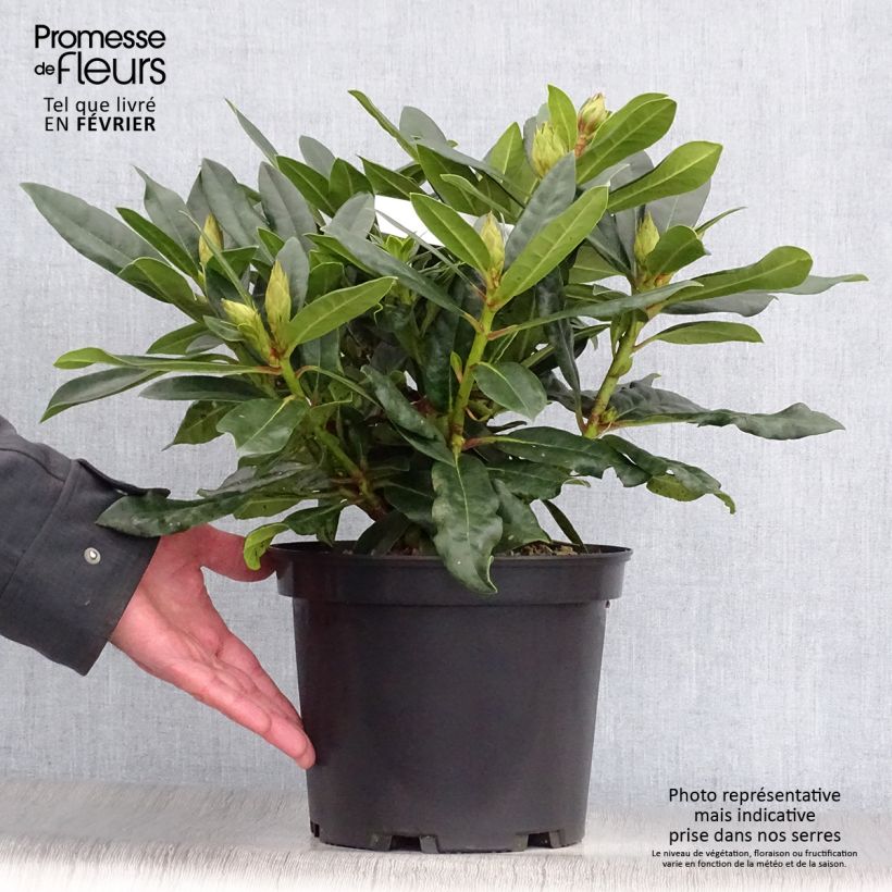 Example of Rhododendron hybride Kabarett Pot van 4 l/5 l as you get in hiver