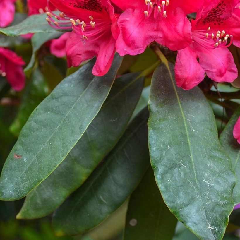 Rhododendron Lord Roberts - Grootbloemige rododendron (Foliage)