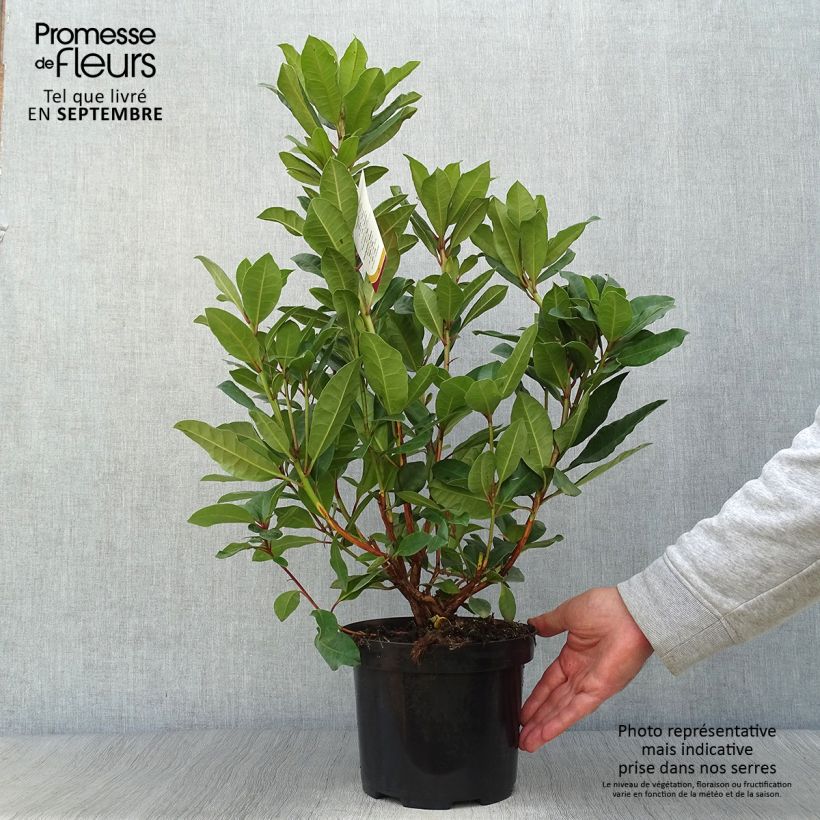 Exemplaar van Rhododendron Lord Roberts - Grootbloemige rododendron Pot van 4 l/5 l zoals geleverd in de herfst
