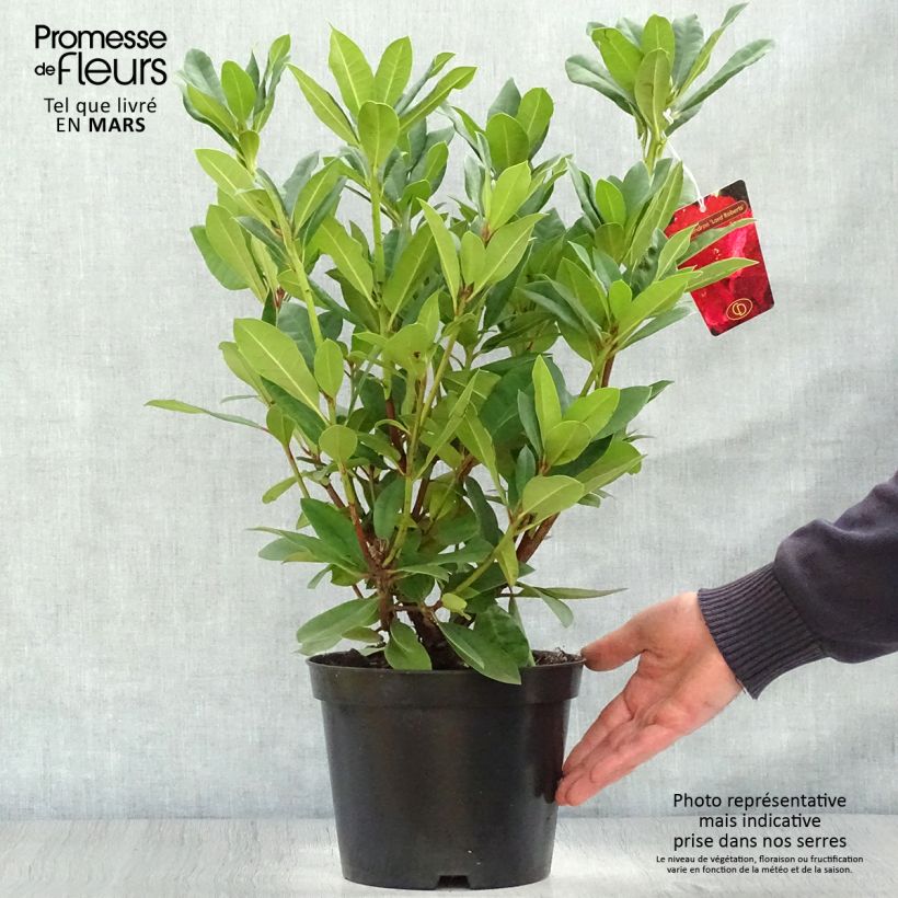 Exemplaar van Rhododendron Lord Roberts - Grootbloemige rododendron Pot van 4 l/5 l zoals geleverd in de lente