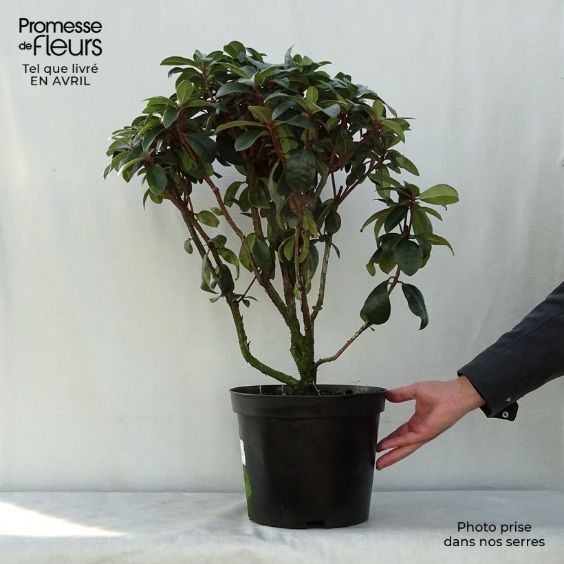 Exemplaar van Rhododendron Moser's Maroon - Grootbloemige rododendron Pot van 7,5 l/10 l zoals geleverd in de lente