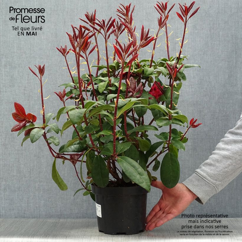 Exemplaar van Rhododendron Moser's Maroon - Grootbloemige rododendron Pot van 4 l/5 l zoals geleverd in de lente