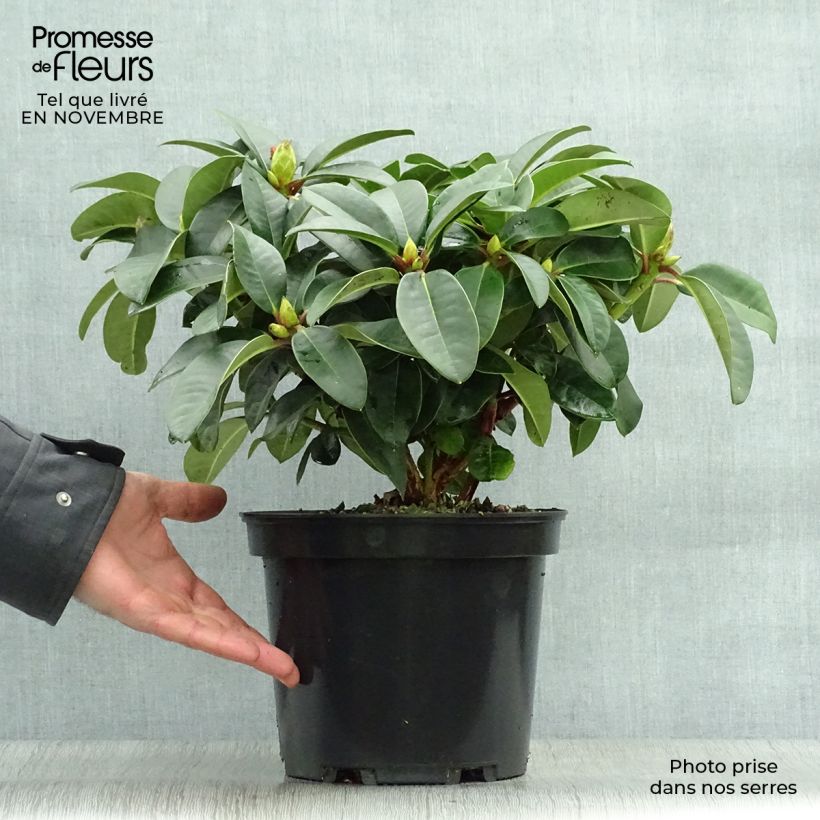 Exemplaar van Rhododendron Naselle - Grootbloemige rododendron Pot van 4 l/5 l zoals geleverd in de herfst