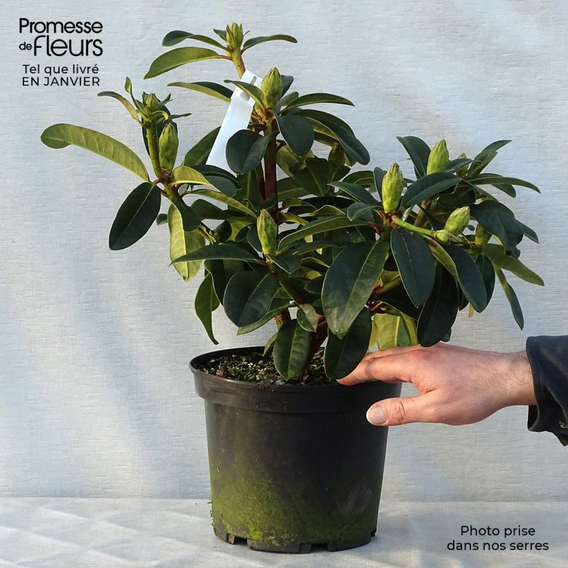 Example of Rhododendron Naselle - Grootbloemige rododendron Pot van 4 l/5 l as you get in hiver
