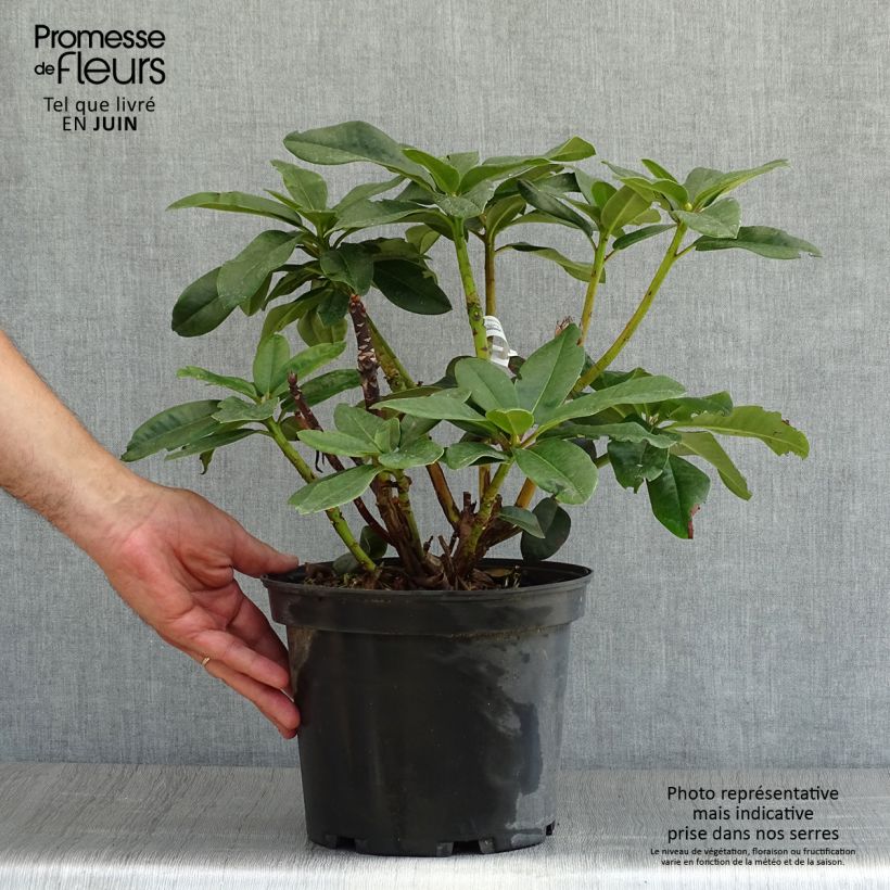 Exemplaar van Rhododendron Naselle - Grootbloemige rododendron Pot van 4 l/5 l zoals geleverd in de zomer