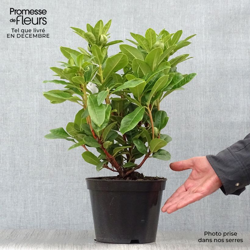 Example of Rhododendron hybride Rocket Pot van 4 l/5 l as you get in hiver
