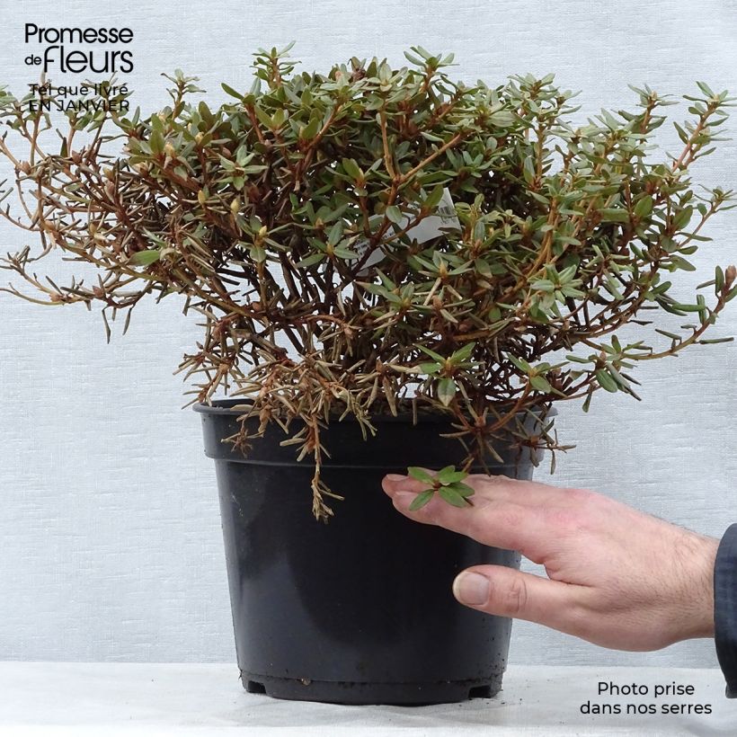 Example of Rhododendron impeditum - Dwergrododendron Pot van 2 l/3 l as you get in hiver