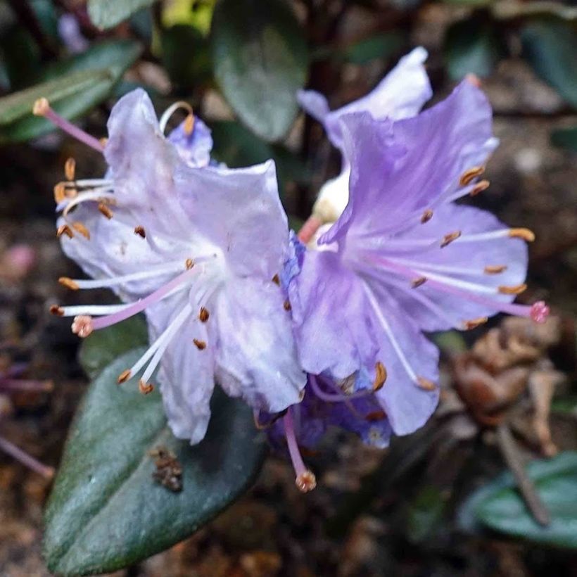 Rhododendron Ramapo - Dwergrododendron (Flowering)