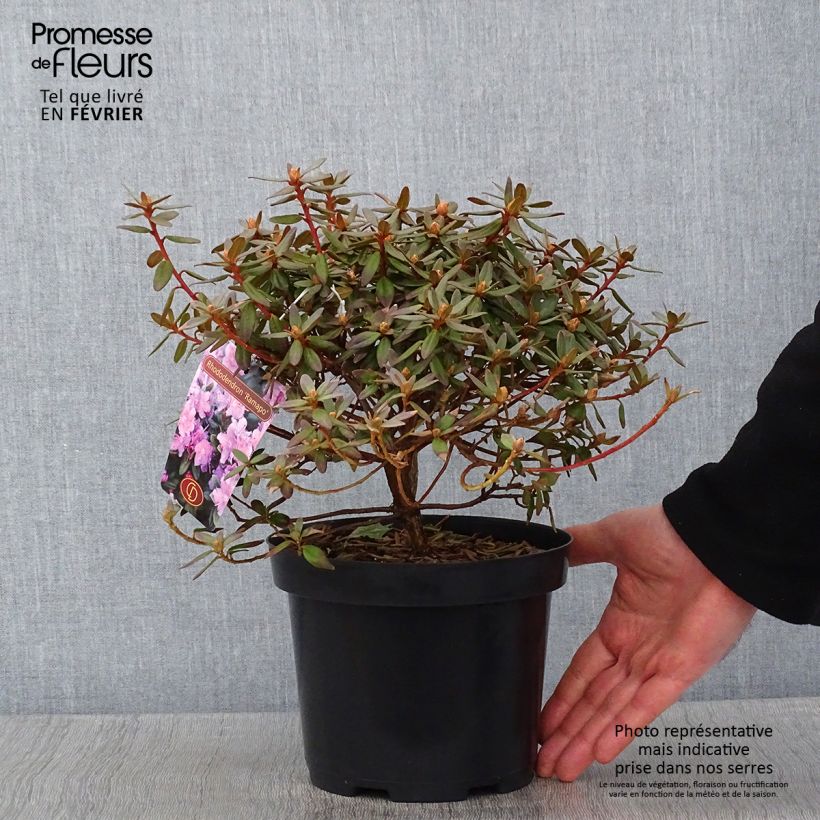 Example of Rhododendron impeditum Ramapo Pot van 2 l/3 l as you get in hiver