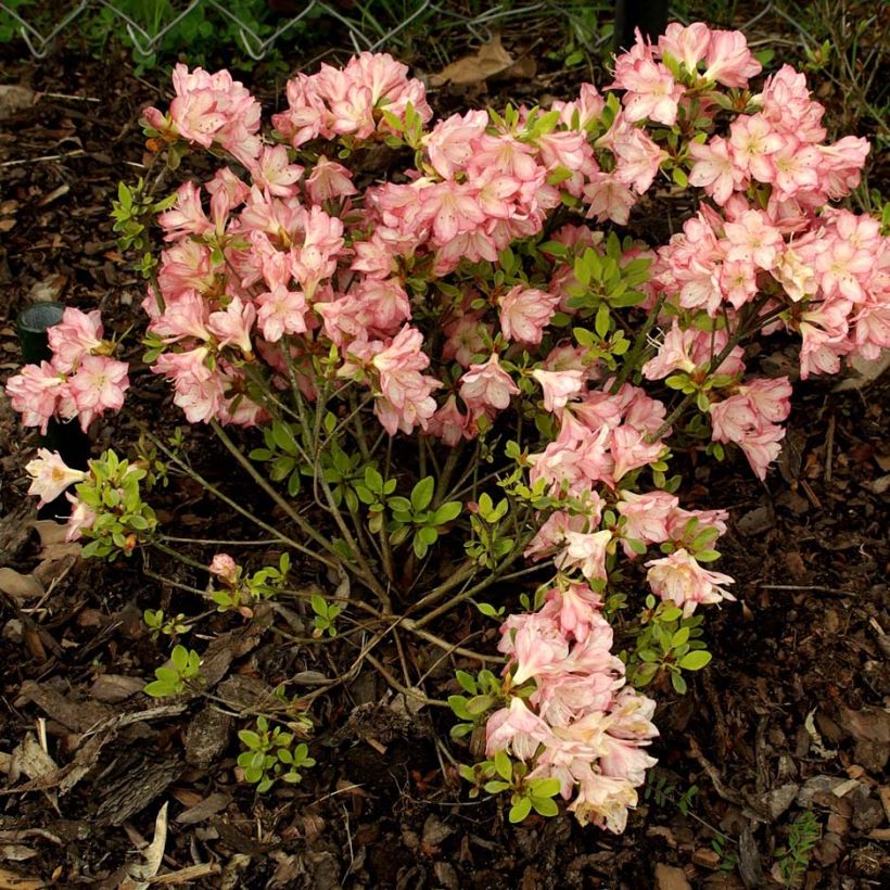 Rhododendron kaempferi Peggy Ann - Japanse azalea (Plant habit)