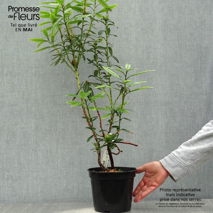 Exemplaar van Rhododendron lindleyi - Grootbloemige rododendron Pot van 4 l/5 l zoals geleverd in de lente