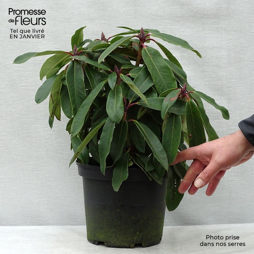 Example of Rhododendron King George - Grootbloemige rododendron Pot van 4 l/5 l as you get in hiver