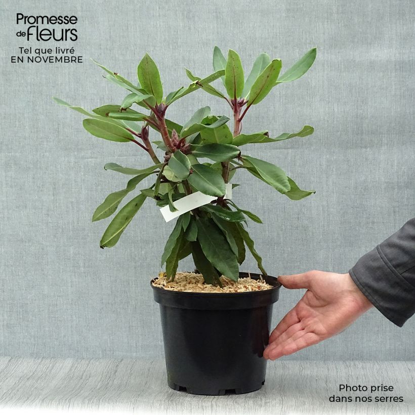 Exemplaar van Rhododendron King George - Grootbloemige rododendron Pot van 4 l/5 l zoals geleverd in de herfst