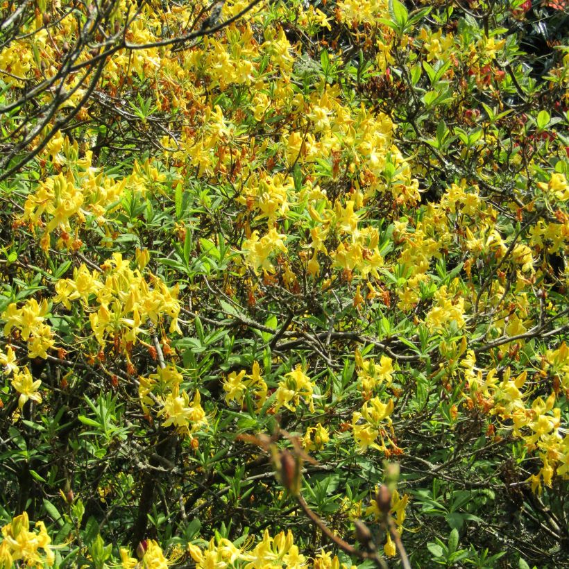 Rhododendron luteum - Gele azalea (Flowering)
