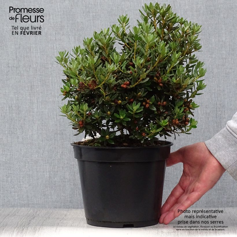 Exemplaar van Rhododendron Azurika - Dwergrododendron Pot van 2 l/3 l zoals geleverd in de herfst
