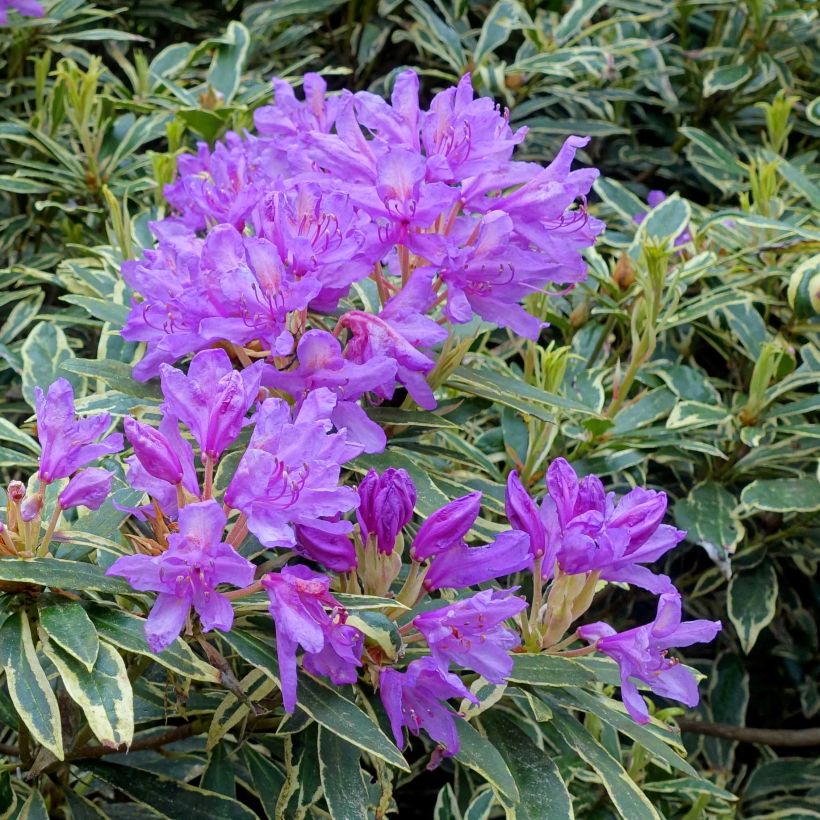 Rhododendron ponticum Variegatum - Pontische rododendron (Flowering)