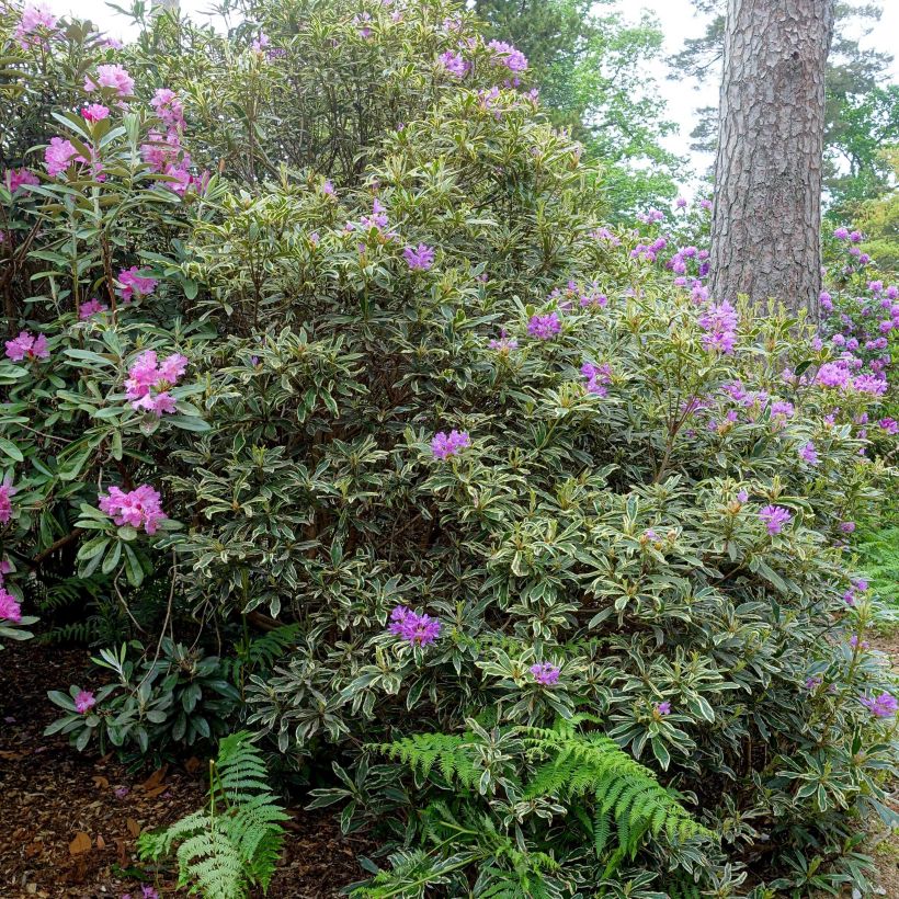 Rhododendron ponticum Variegatum - Pontische rododendron (Plant habit)