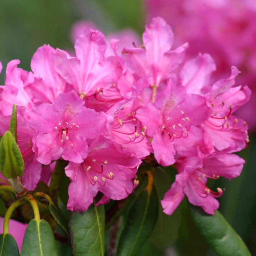 Rhododendron ponticum - Pontische rododendron (Flowering)