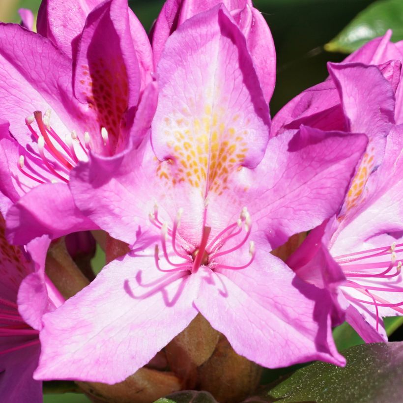 Rhododendron Roseum - Pontische rododendron (Flowering)