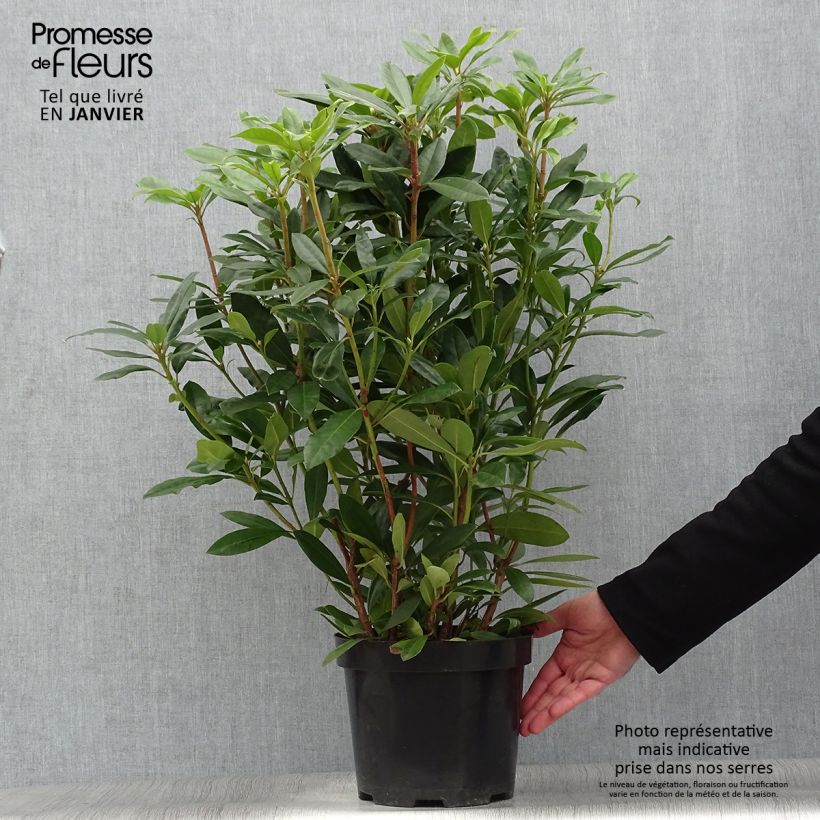 Example of Rhododendron ponticum Roseum Pot van 4 l/5 l as you get in hiver