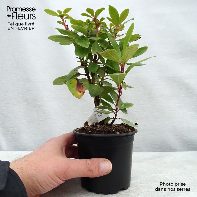 Example of Rhododendron ponticum - Pontische rododendron Pot van 12 cm / 13 cm as you get in hiver