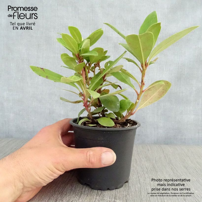 Exemplaar van Rhododendron ponticum - Pontische rododendron Pot van 12 cm / 13 cm zoals geleverd in de lente