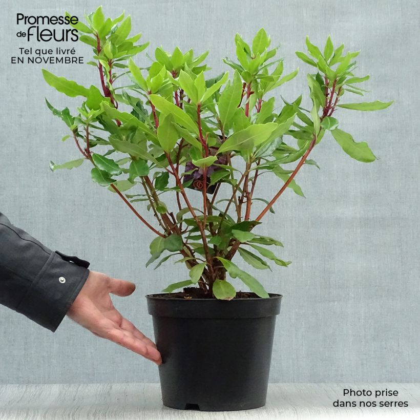 Exemplaar van Rhododendron ponticum - Pontische rododendron Pot van 3 l/4 l zoals geleverd in de herfst