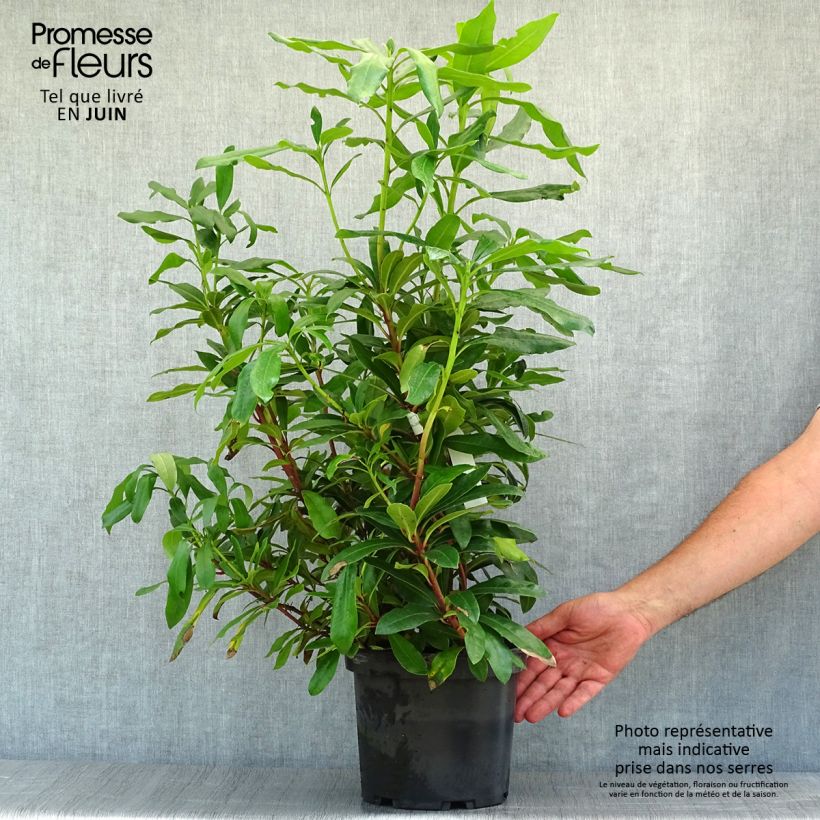 Exemplaar van Rhododendron ponticum - Pontische rododendron Pot van 3 l/4 l zoals geleverd in de zomer