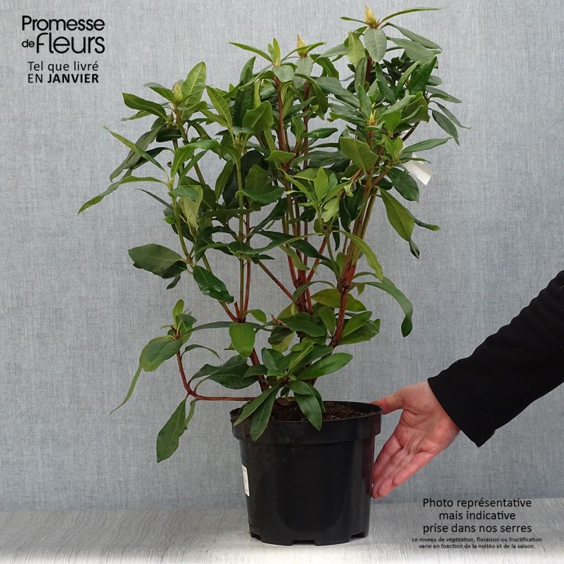 Example of Rhododendron ponticum - Pontische rododendron Pot van 3 l/4 l as you get in hiver