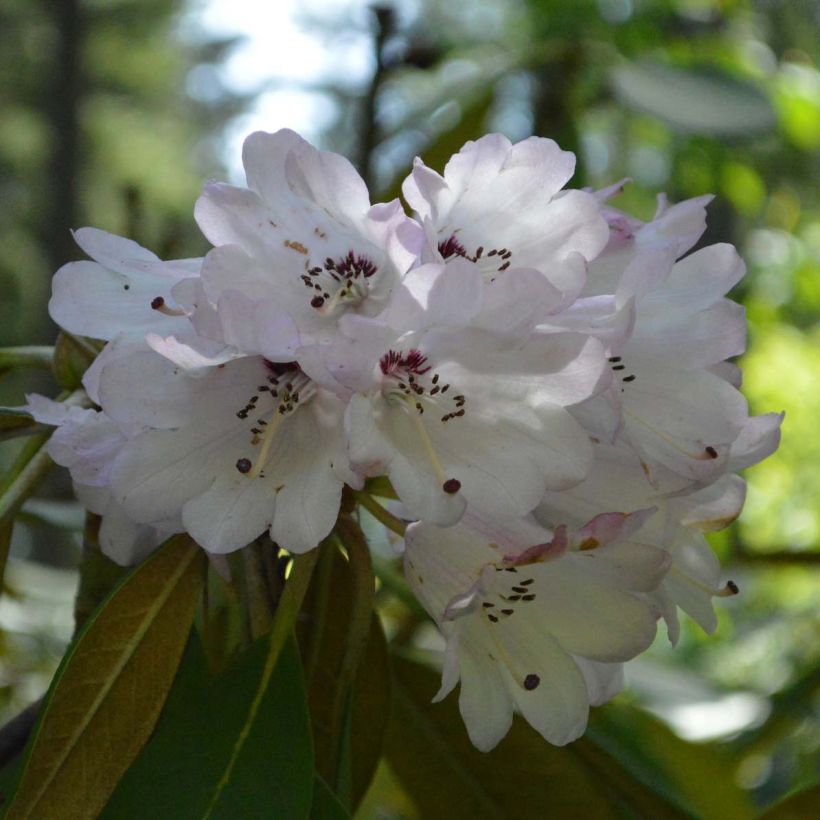 Rhododendron rex - Grootbloemige rododendron (Flowering)