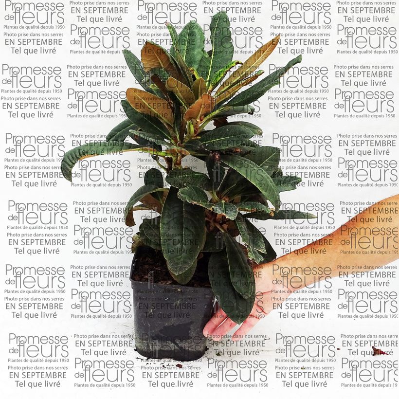 Example of Rhododendron rex - Grand rhododendron Pot van 3 l/4 l as you get