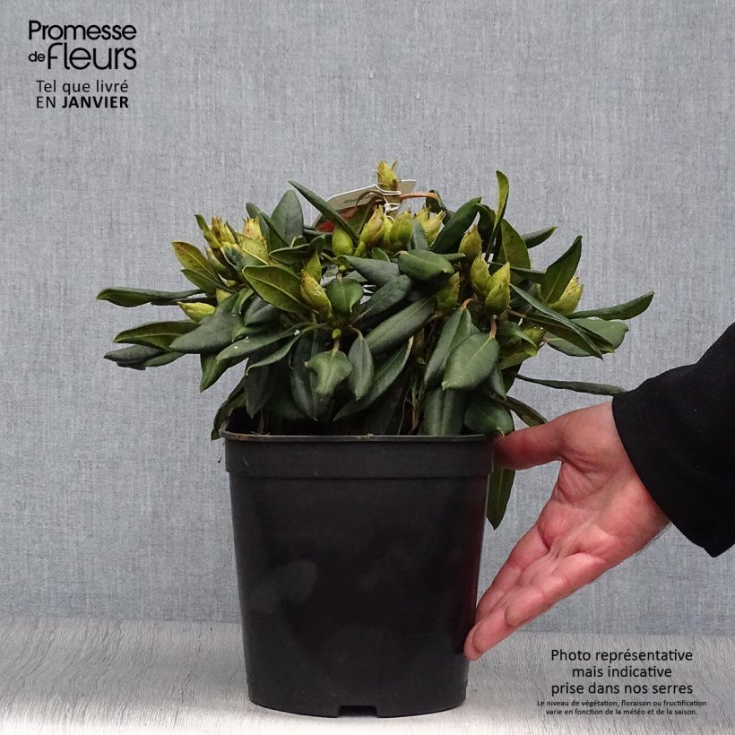 Example of Rhododendron Barbarella - Dwergrododendron Pot van 4 l/5 l as you get in hiver