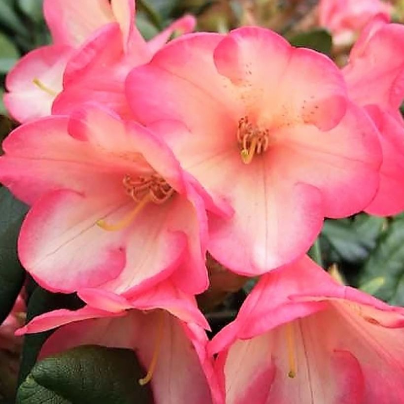 Rhododendron Barbarella - Dwergrododendron (Flowering)