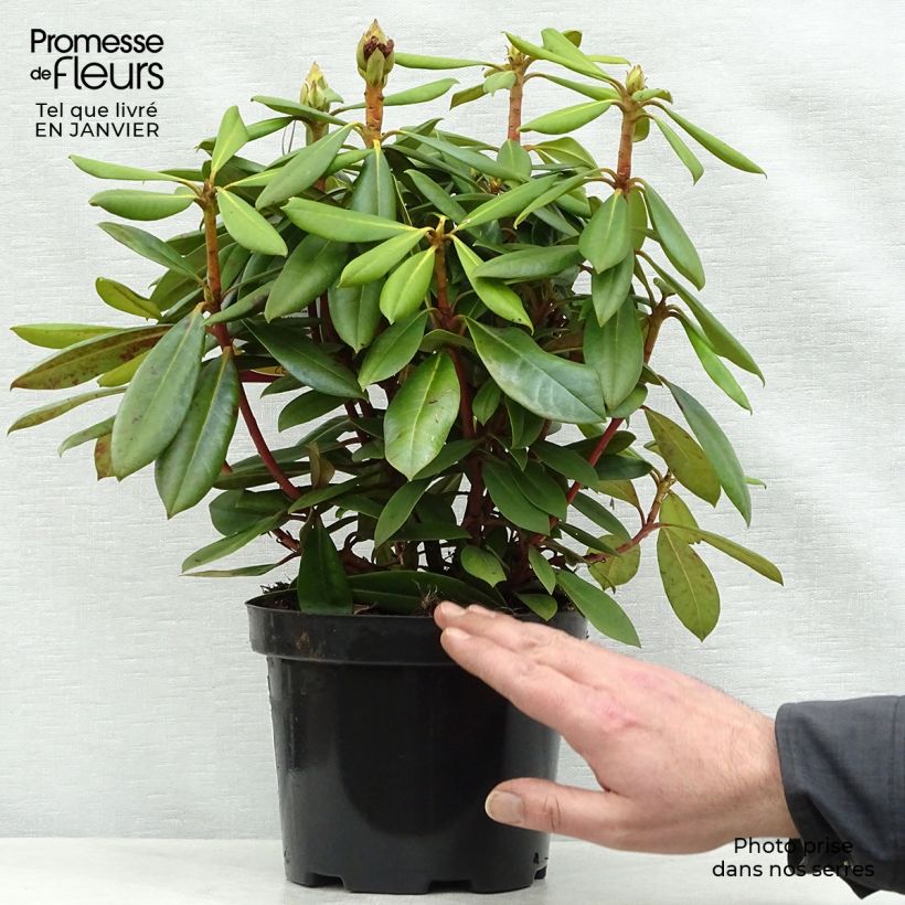 Example of Rhododendron Caroline Allbrook - Dwergrondodendron Pot van 2 l/3 l as you get in hiver
