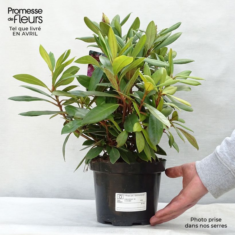 Exemplaar van Rhododendron Caroline Allbrook - Dwergrondodendron Pot van 2 l/3 l zoals geleverd in de lente