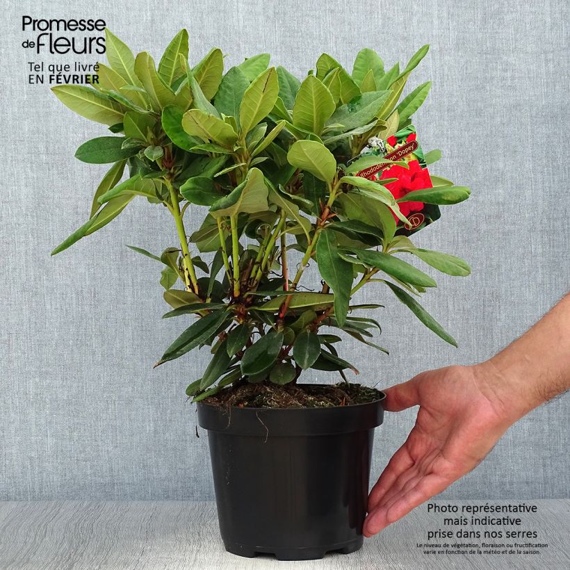 Exemplaar van Rhododendron Dopey -Dwergrododendron Pot van 2 l/3 l zoals geleverd in de herfst
