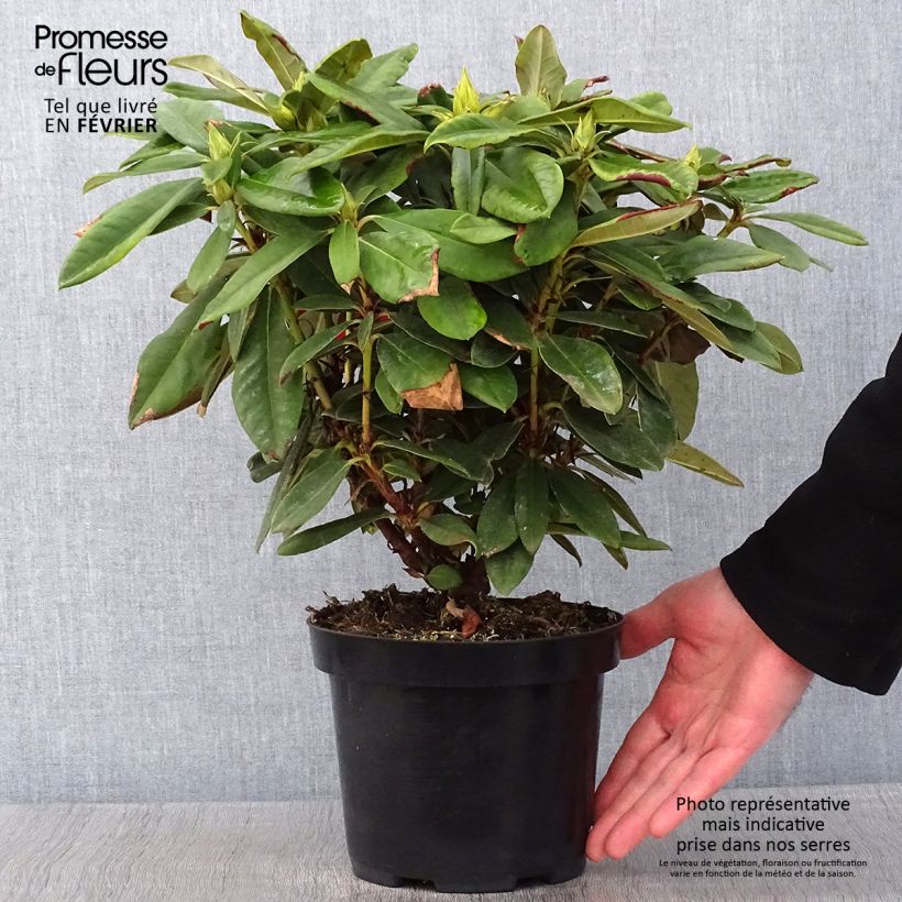 Example of Rhododendron yakushimanum Dopey Pot van 2 l/3 l as you get in hiver