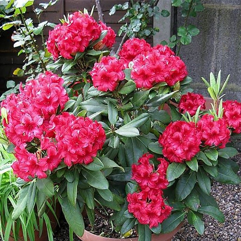 Rhododendron Dopey -Dwergrododendron (Plant habit)
