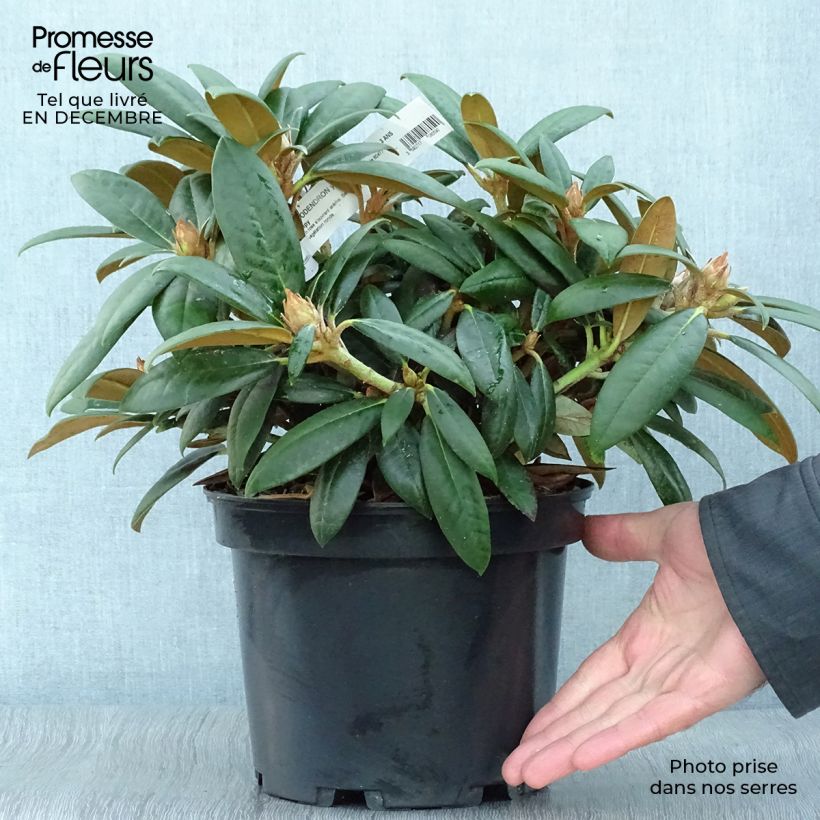 Example of Rhododendron yakushimanum Grumpy - Rhododendron nain Pot van 3 l/4 l as you get in hiver