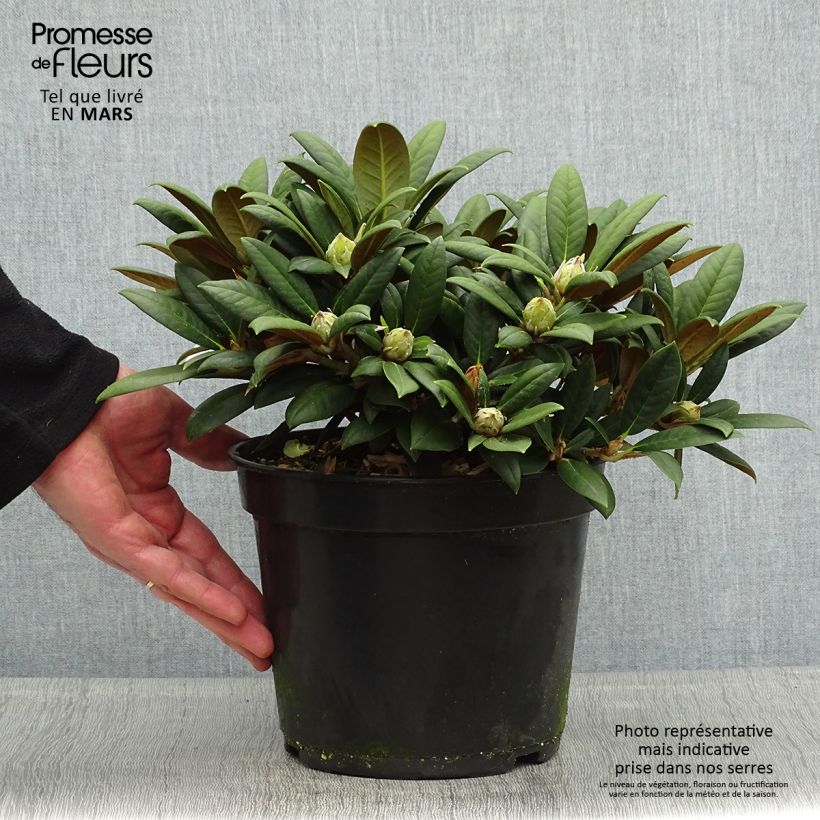 Exemplaar van Rhododendron Grumpy - Dwergrododendron Pot van 3 l/4 l zoals geleverd in de lente